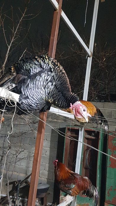 Индюки молодые 1 год
