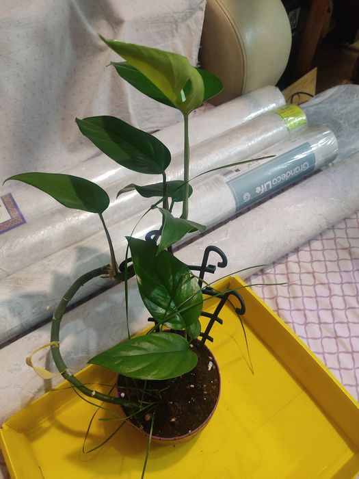 Домашние цветы, разные