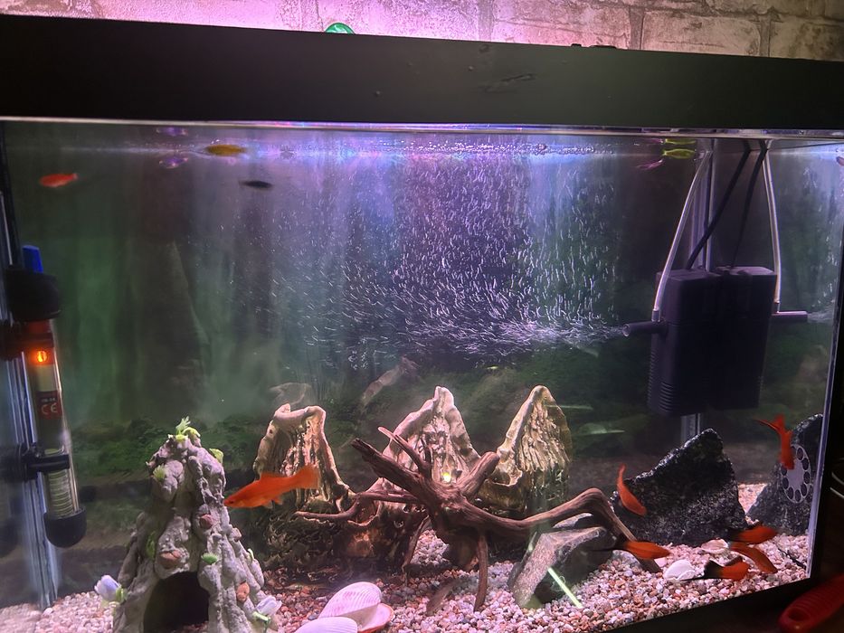 Аквариумные рыбки