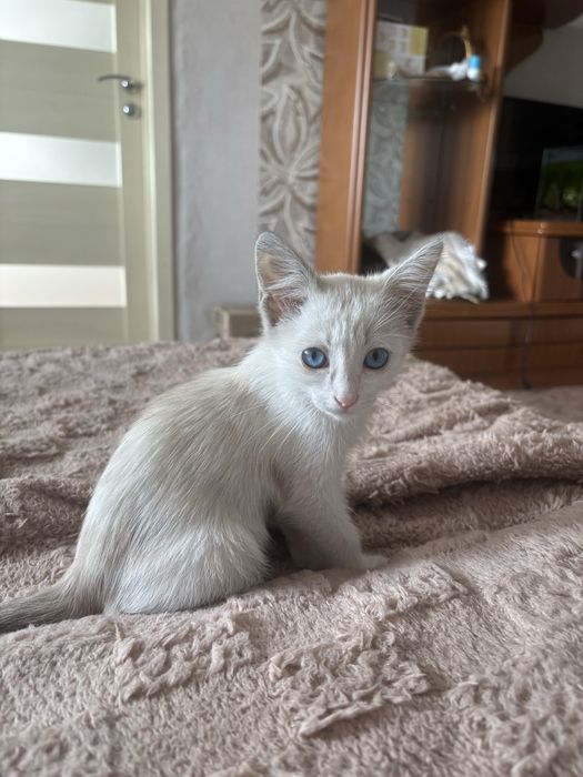 Отдам очеровательного котенка