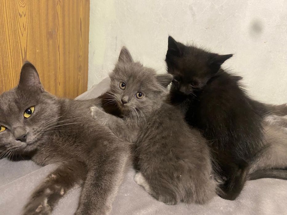 Кошка продается