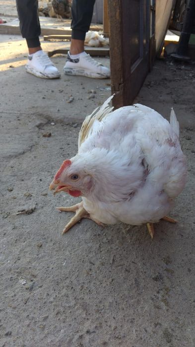 Vând pui albi ..