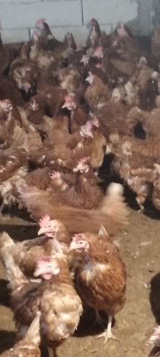 Găini crescute natural la sol - Preț 20 lei bucata