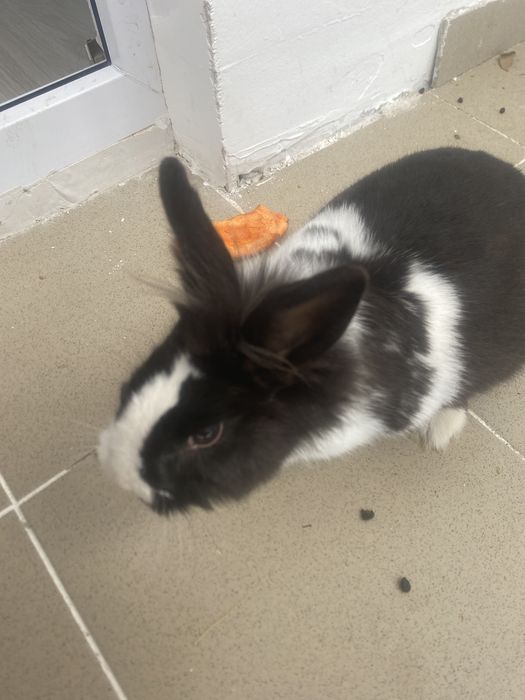 Милый декоративный кролик