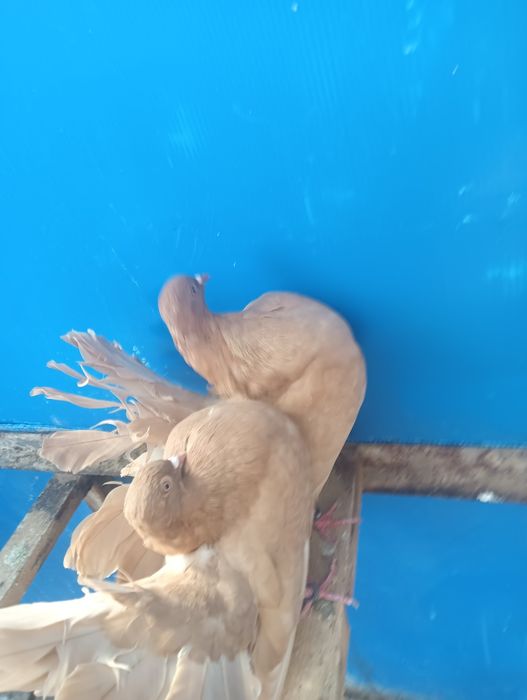 Vând 3 perechi de porumbei pava