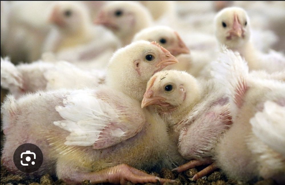 Курица бройлерные