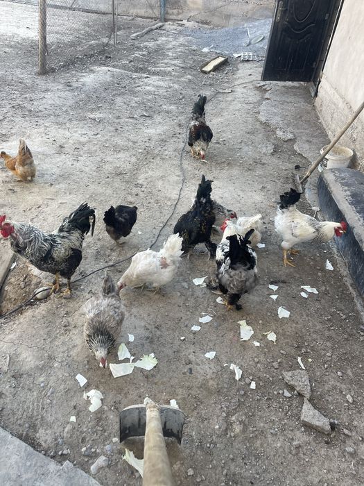 Продается куры домашний
