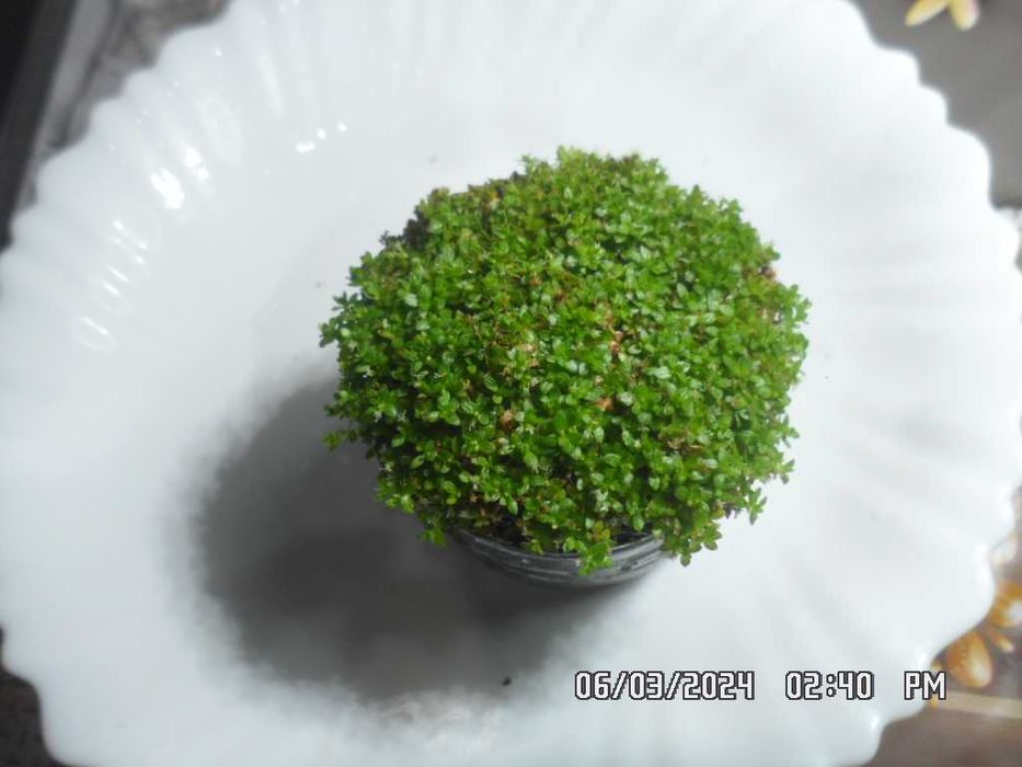 аквариумные растения