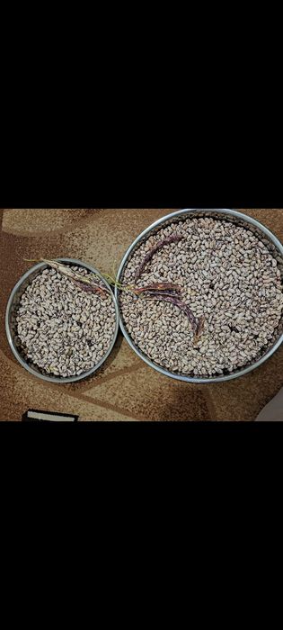 Планински шарен боб