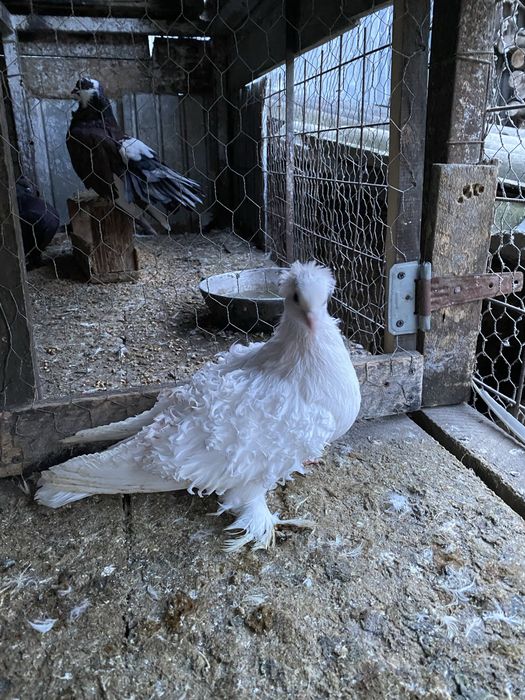 Pereche creti francezi