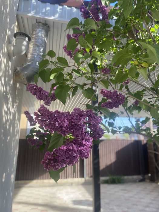 сирень за 300 тг