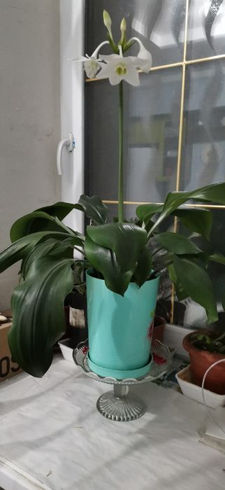 Эухарис ( амазонская лилия)