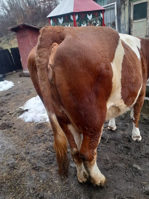 Vaca tanară la a 3 a fatare