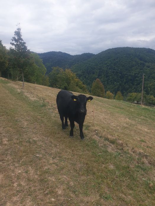 Vitele Angus + 1 tauras