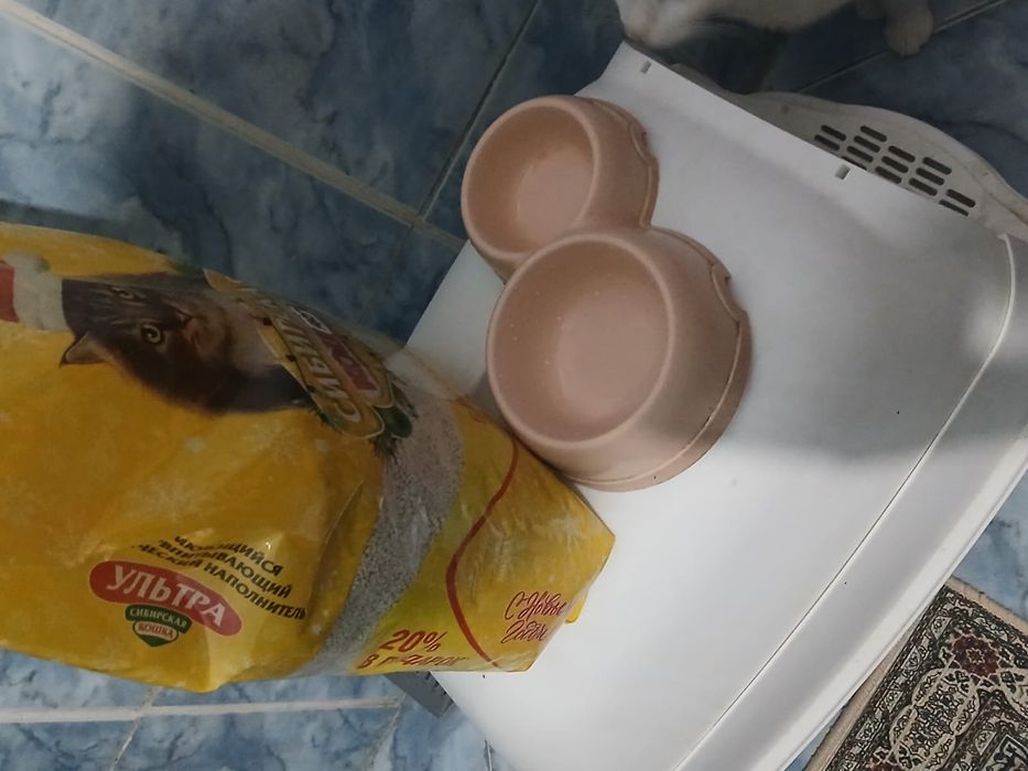 Кошка среднего роста с едой исла током