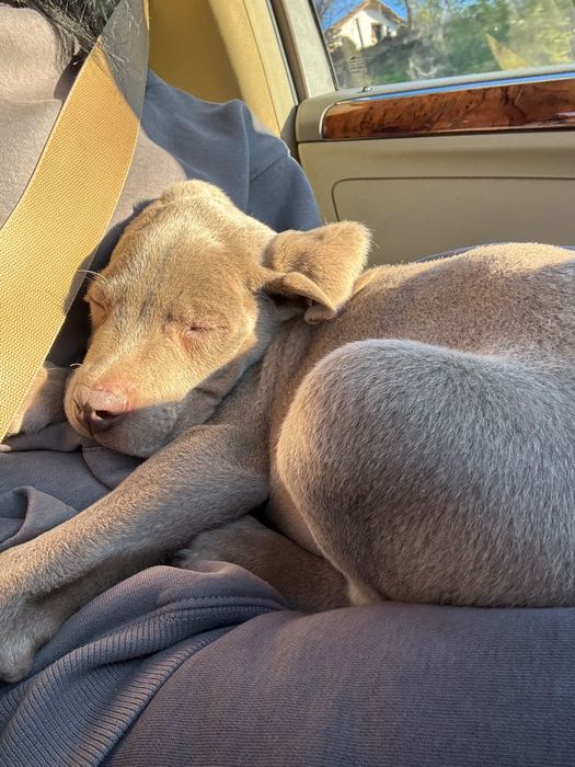 куче- ваймаранер