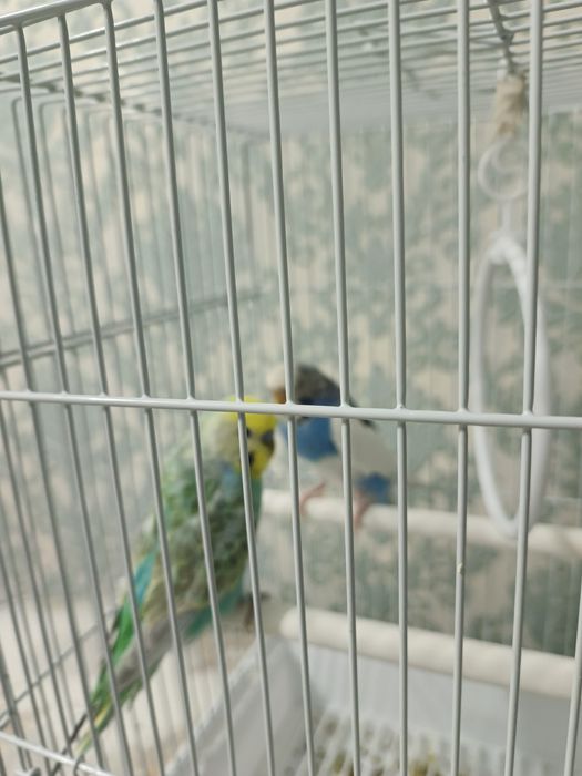 Попугаи с клеткои