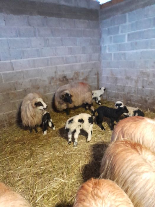 Oi tinere de vânzare