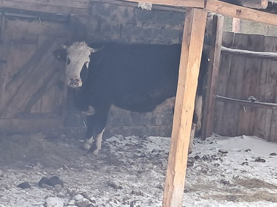 Сиырлар сатылады