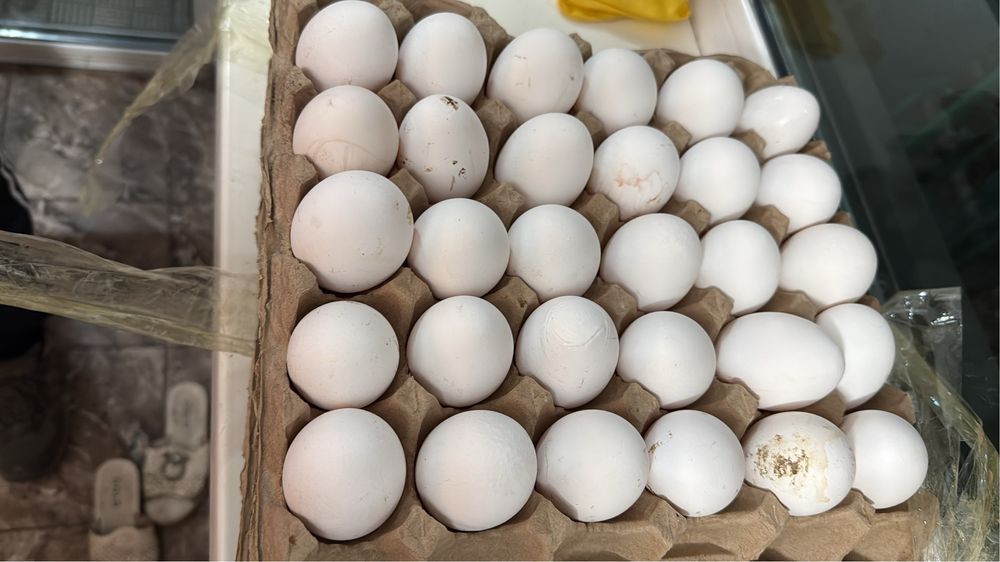 Куры несушки Ленгорв