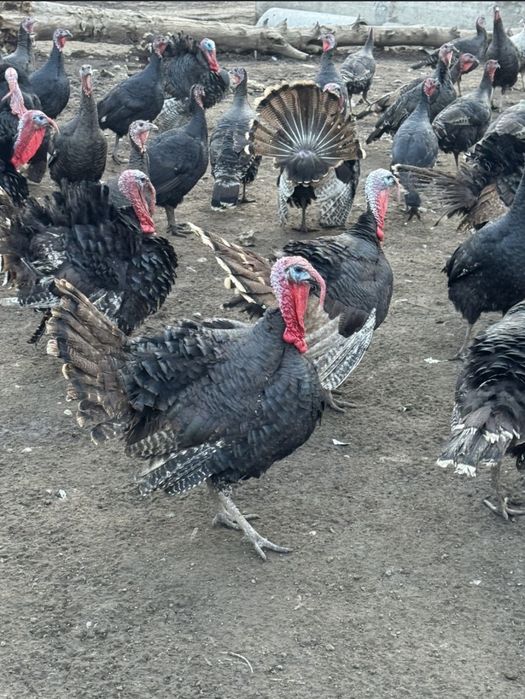 Индюки/түйетауық