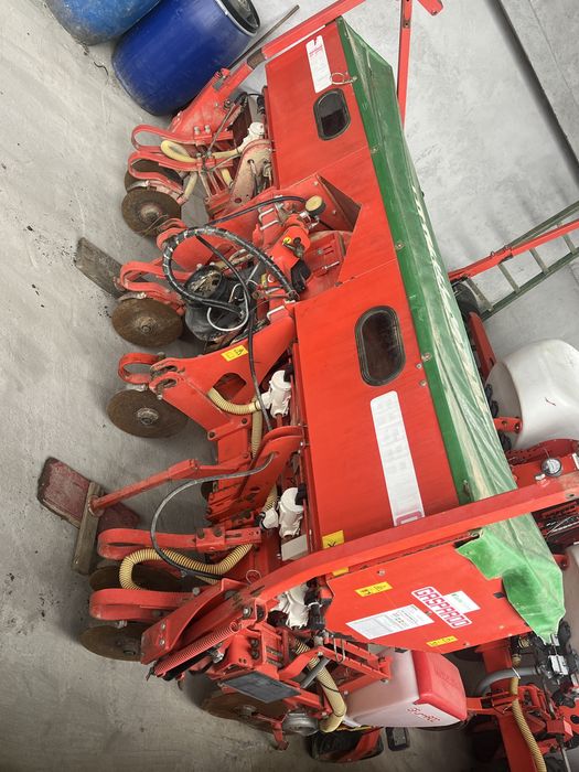 Semanataore maschio gaspardo