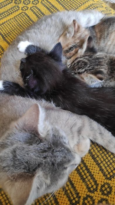 Малки котенца, супер сладки