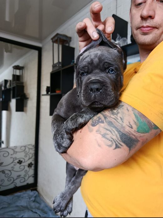 Продам щенят породы кане корсо