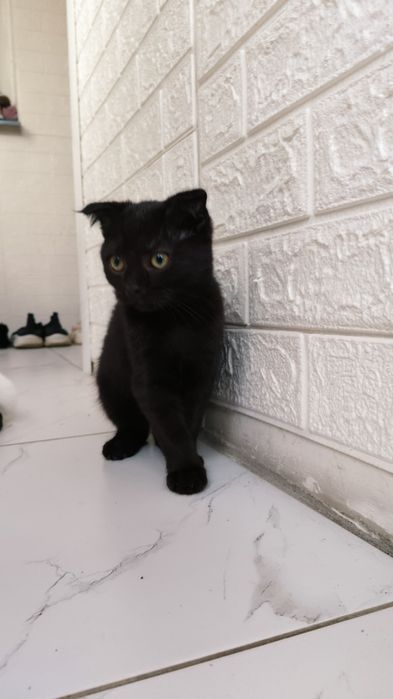 Вислоухий котик 3 месяц
