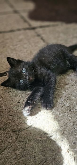 Бесплатно,  котята