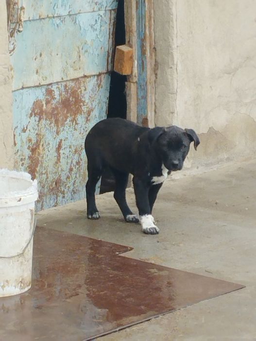 Продаётся щенок питбультерьер (сука)