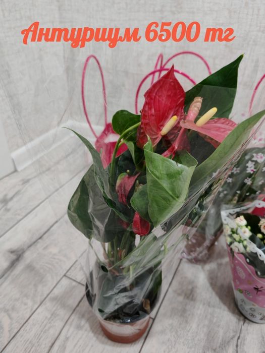 Гүлдер Цветы район Компоселок