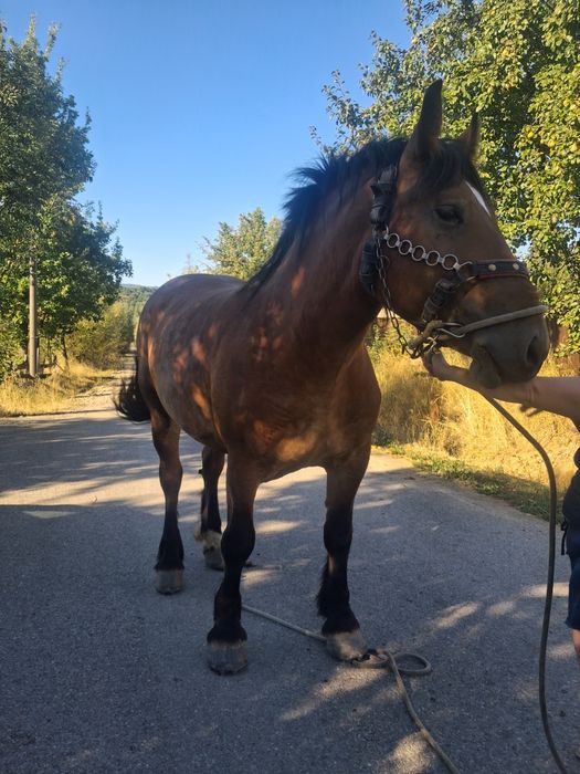 Vand iapa a făta