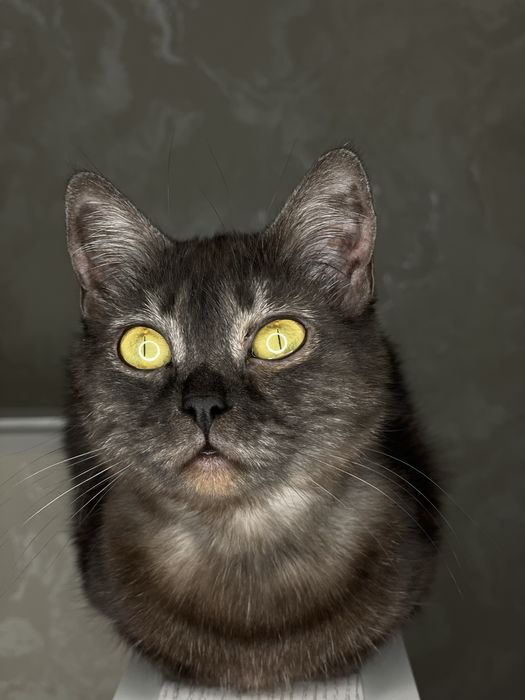 Кошечка ищет новый дом