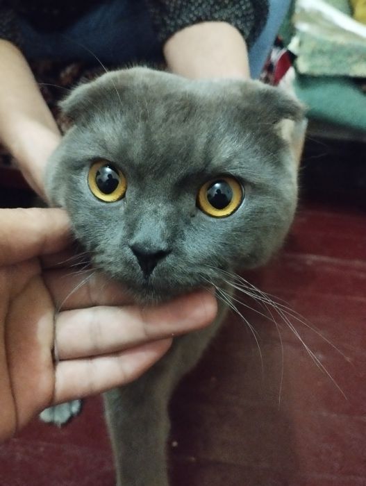Uy mushugi sotiladi