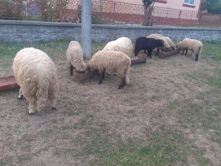 Vând berbeci și berbecuți