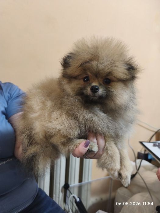 Продам девочку шпица