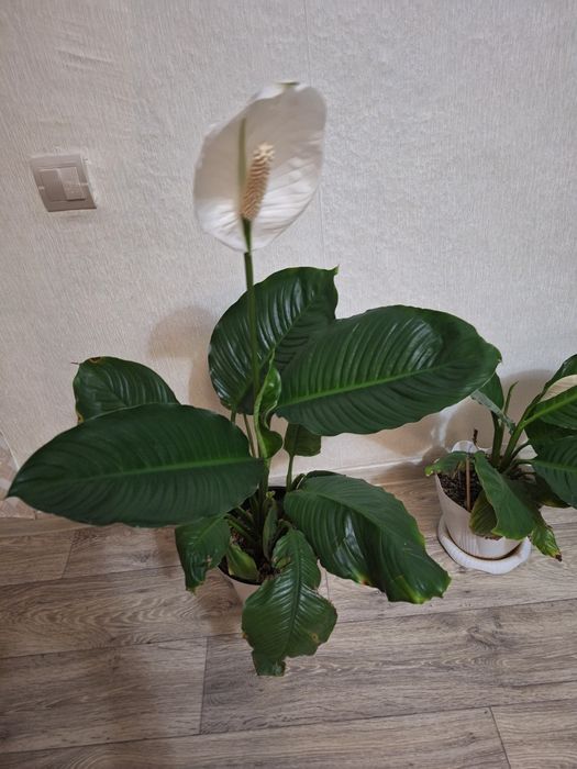 Продам цветок женское счастье