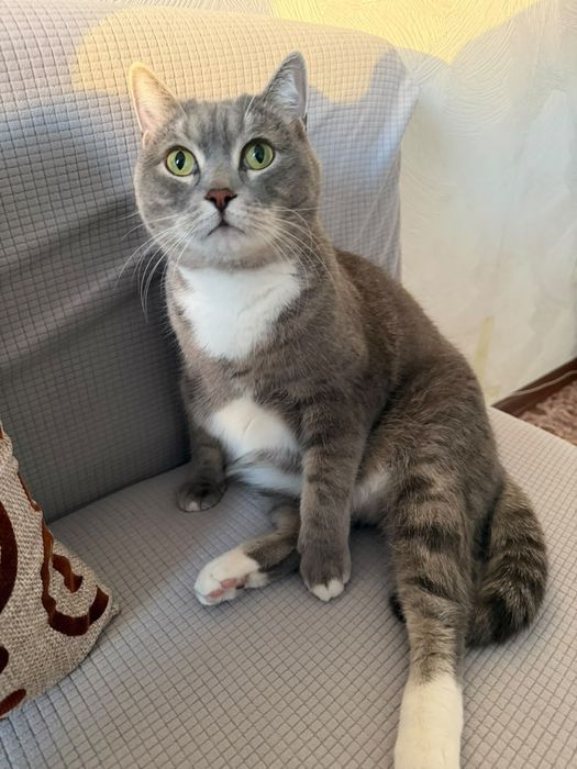 Кот шотландский.