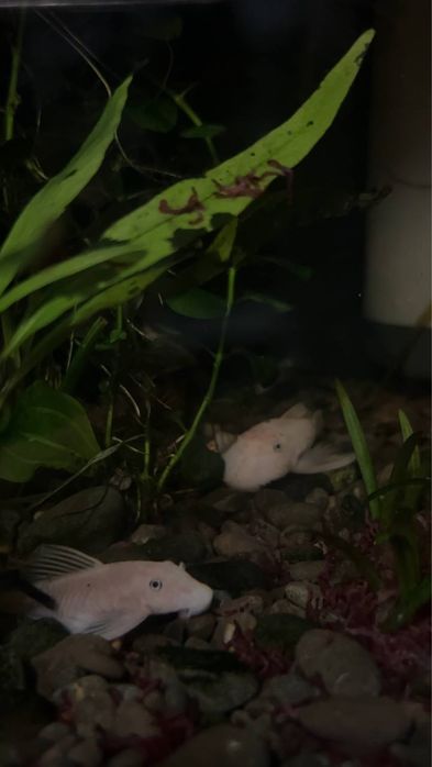 Продам номерных сомов L144