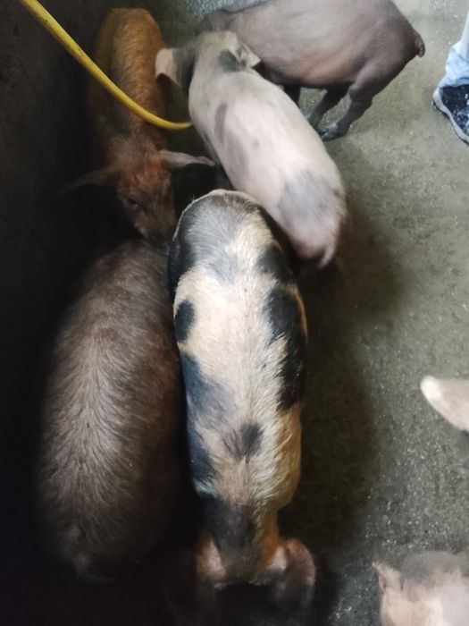 Se vinde pt cei interesati