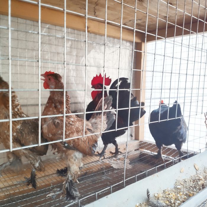 Yapon xoroz tovuqlar sotiladi