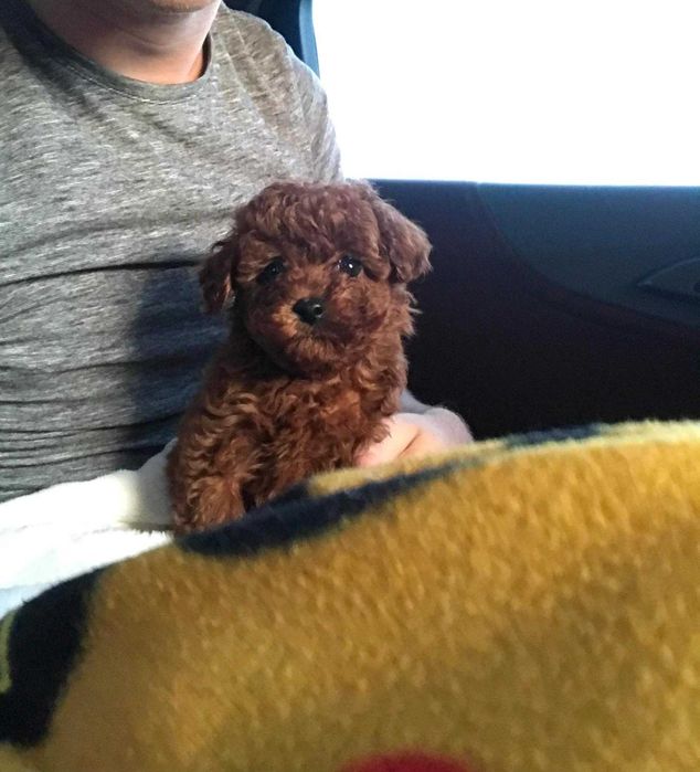 Un băiețel Pudel Toy Red talie toy disponibil pentru o familie