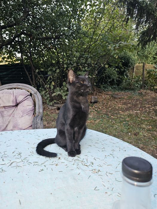 Подаряваме бебе котенца СПЕШНО