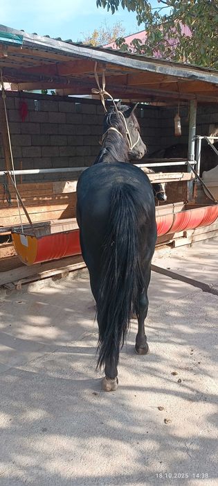 Айғыр 5 жасар. Адрес Ленгір.