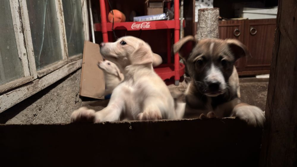 Подаряват се кученца