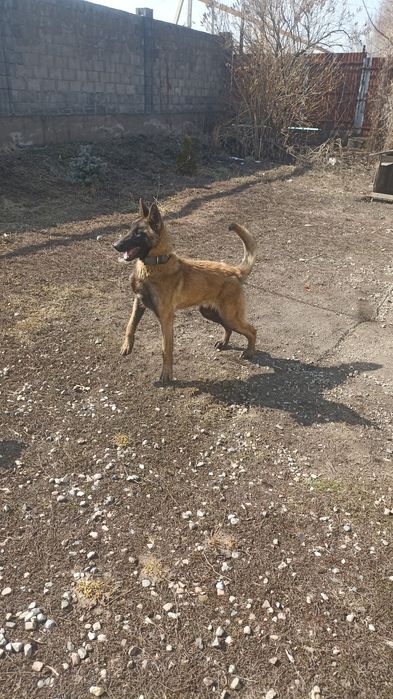 Бельгийская овчарка