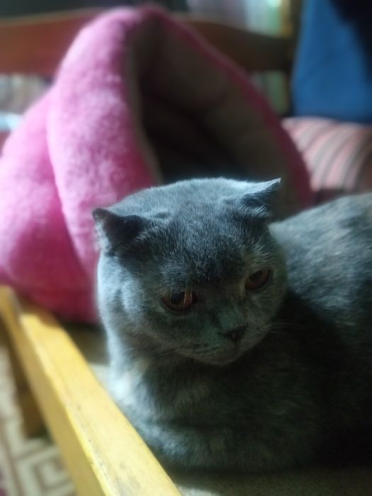 Продаются шикарные чиста кровные шатланские  катята фолды и страйты