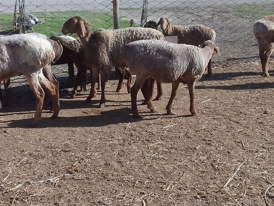 Киргиз мода арашан куйлари