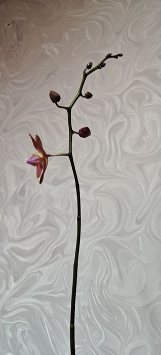 Продам фаленопсисы